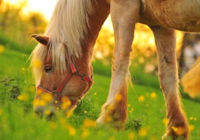 Nutrientes essenciais na dieta equina