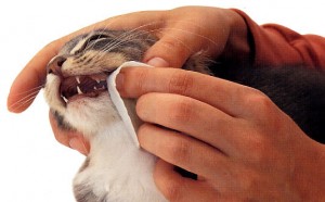 Troca de dentes em gatos