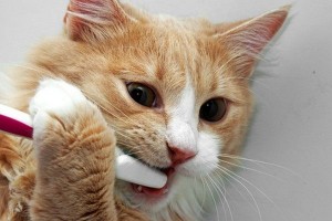 odontlogia felina