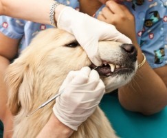 odontologia em caes e gatos2