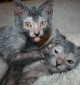 Gato com aparência de lobisomem1