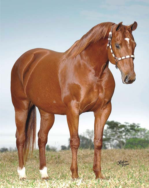 cavalo-quarto-de-milha