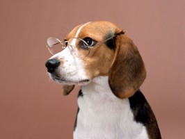 oftalmologia em cães