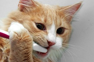 Doenças dentárias mais comuns nos gatos