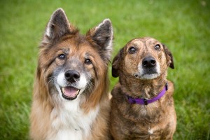 Cuidados pré e pós-cirúrgicos em pets