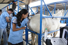 curso-de-inseminacao-artificial-em-guas