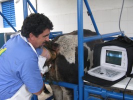 ultrassonografia em bovinos
