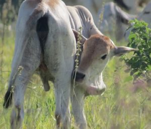 Tuberculose bovina