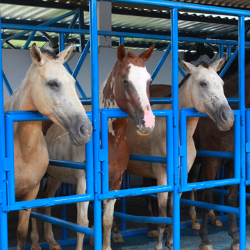 Inseminação artificial em equinos conheça mais sobre essa técnica