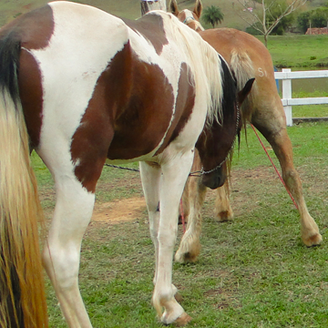 Reprodução equina e a importância do exame andrológico