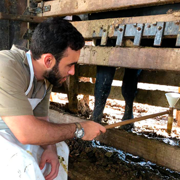 Exame andrológico bovino conheça as vantagens