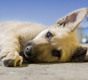 Fluidoterapia veterinária 