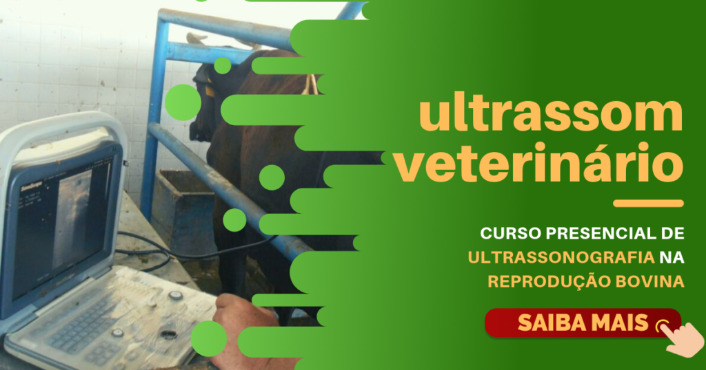 Curso de ultrassonografia na reprodução bovina