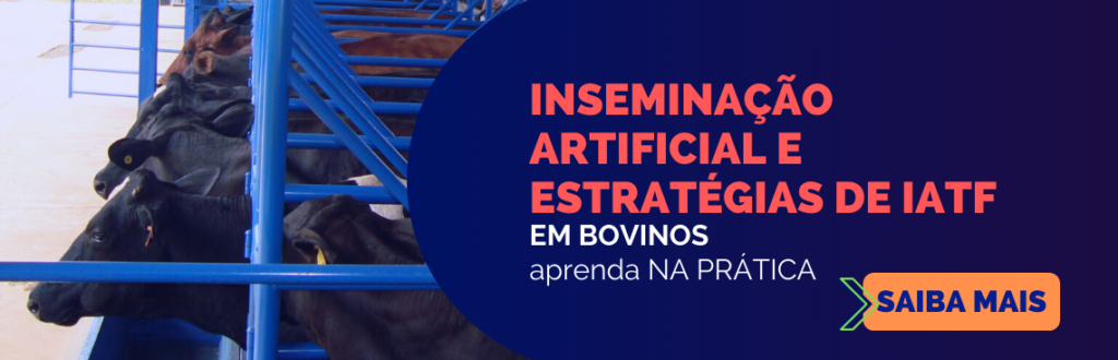 IATF em bovinos
