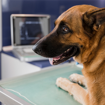 Emergências veterinárias e a ultrassonografia em pequenos animais