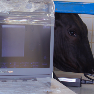 Ultrassonografia-em-bovinos-saiba-quais-são-as-principais-aplicações-no-manejo-reprodutivo