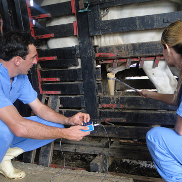 Exame andrológico bovino importância dessa etapa fundamental para a reprodução bovina