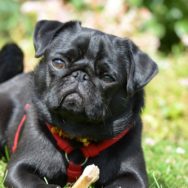 Colapso de traqueia em cães