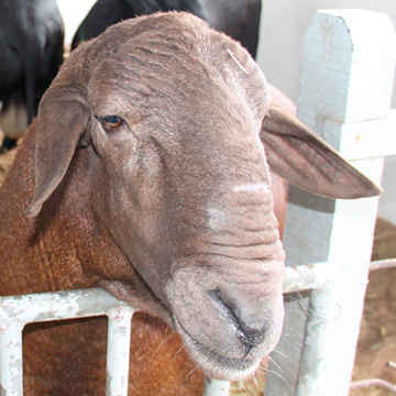 Reprodução de ovinos como a ultrassonografia facilita na criação