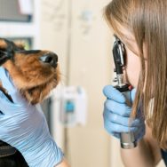 epilepsia em cães