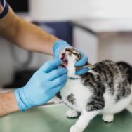 O que é profilaxia dentária Conheça esse cuidado com cães e gatos!