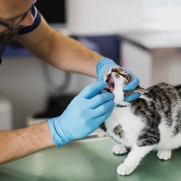 O que é profilaxia dentária Conheça esse cuidado com cães e gatos!