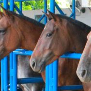 Inseminação artificial em equinos conheça as vantagens!