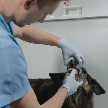 Exodontia em pequenos animais quando usar a extração dentária