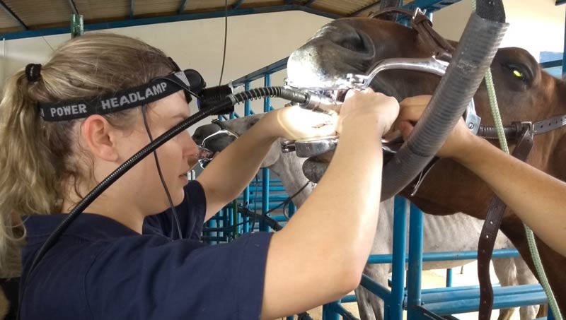Protocolos anestésicos em equinos saiba quais são usados na odontologia