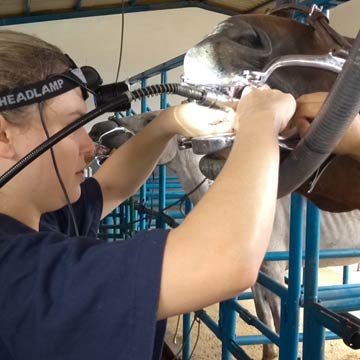 Protocolos anestésicos em equinos saiba quais são usados na odontologia