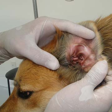 Otopatias em cães e gatos diagnóstico e tratamento