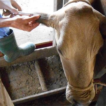 IATF em bovinos saiba quais os principais hormônios utilizados