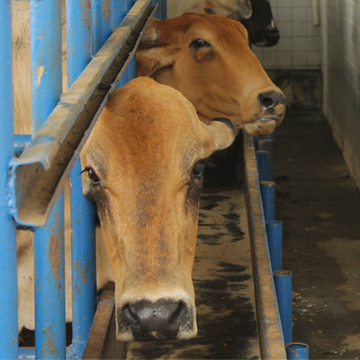 O papel das vacas receptoras para a transferência de embriões em bovinos
