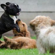 hotel para cães