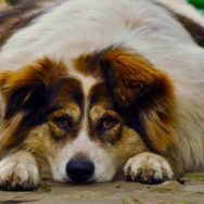 Obesidade canina e anestesia entenda os riscos!