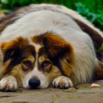 Obesidade canina e anestesia entenda os riscos!