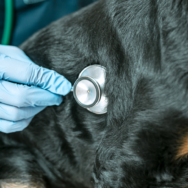 Hipertensão arterial em cães: sinais e diagnóstico
