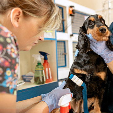 Exames veterinários a importância do pré-operatório