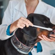 Gengivite em cães sinais, diagnóstico e tratamento