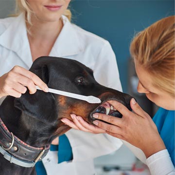 Gengivite em cães sinais, diagnóstico e tratamento