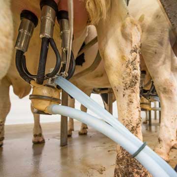 Mastite bovina entenda seu impacto negativo em vacas leiteiras