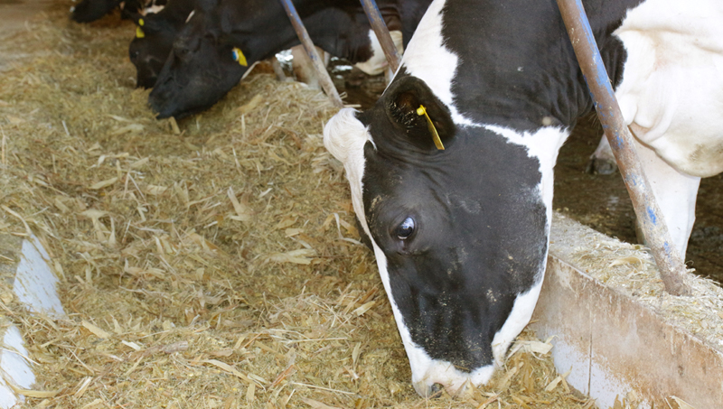 Cetose bovina erros na nutrição de vacas leiteiras tem relação com a doença