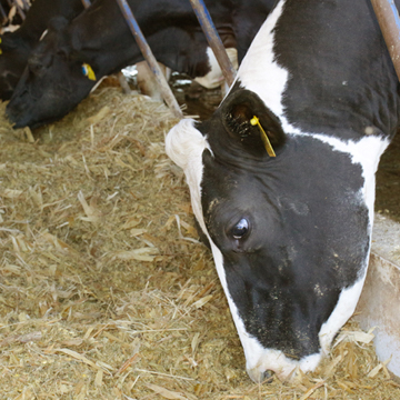 Cetose bovina erros na nutrição de vacas leiteiras tem relação com a doença