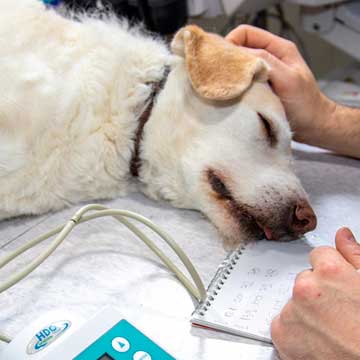 linfoma canino o papel da ultrassonografia para o diagnóstico