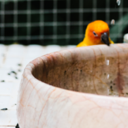 Aves domésticas principais cuidados na clínica de pequenos animais