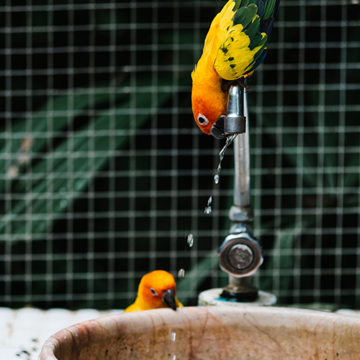 Aves domésticas principais cuidados na clínica de pequenos animais