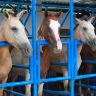 Inseminação artificial em equinos conheça mais sobre essa técnica