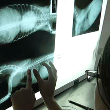 O que é radiologia veterinária Conheça mais essa técnica