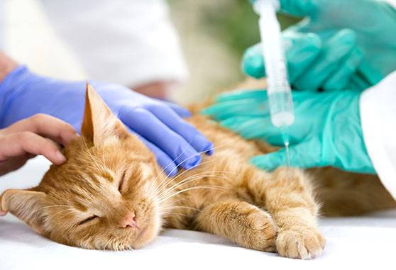 Anestesia injetável em pequenos animais: entenda as indicações