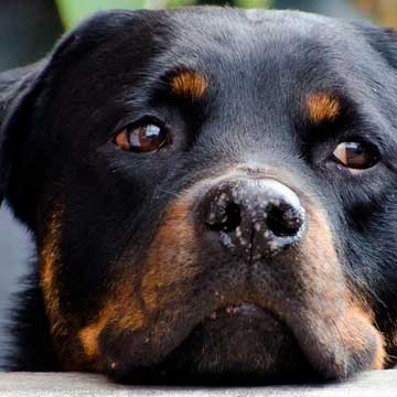 Torção gástrica em cães entenda o diagnóstico e o tratamento
